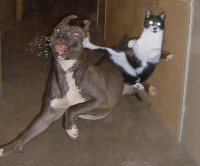 /album/fotogaleria/fotos-graciosas-perros-gatos-1-jpg/
